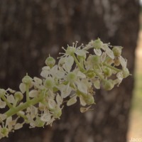 Chloroxylon swietenia DC.